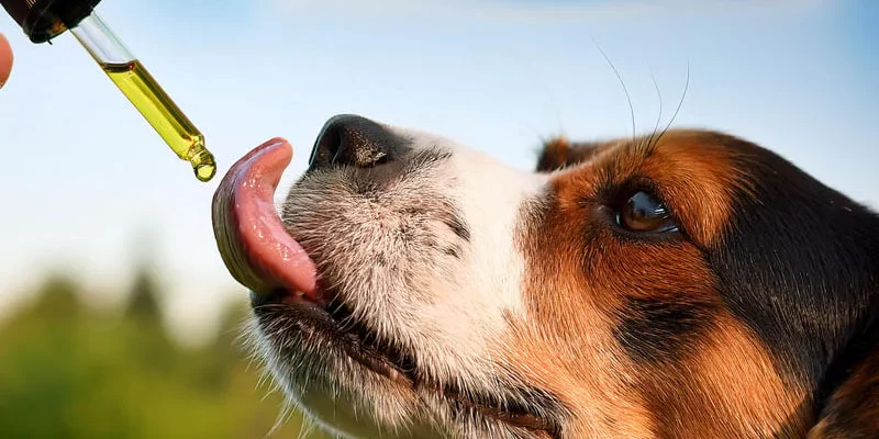 CBD to Your Dog